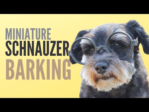 Miniature Schnauzer - The Most Exciting Sounds That Make Dogs React