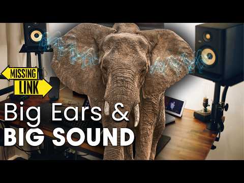 Sound Waves And Elephant Sounds: The Connection Between Elephants And Hearing | Documentary