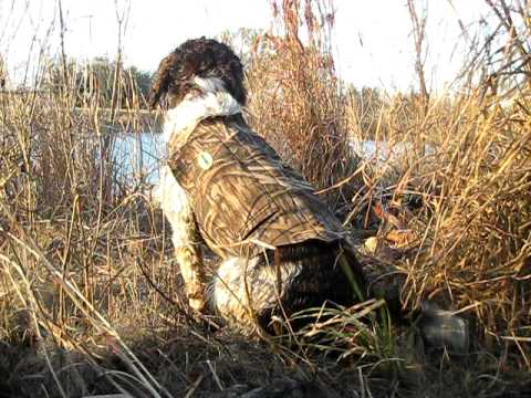 Springer Spaniel likes birds