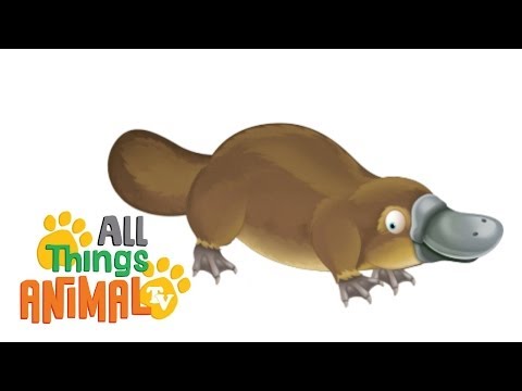 * PLATYPUS * | Animals For Kids | All Things Animal TV