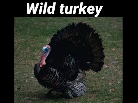 Wild Turkey for Hunt