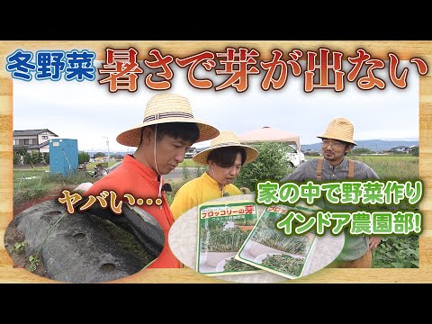 【農園部31】暑すぎて冬野菜の芽が出ません…/家の中で野菜作り！