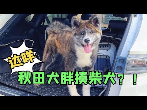 😂秋田犬和柴犬是真的合不来！