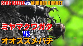 危険！！ミヤマクワガタ vs 巨大オオスズメバチのケンカ！！ Stag Beetle vs Murder Hornet!!! The Forest Battle