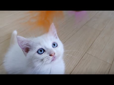 貓咪日常。陪小貓咪玩 Cat Vlog