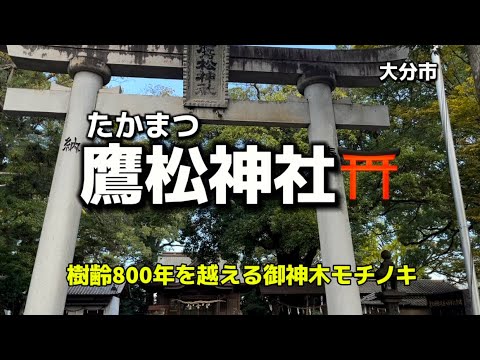 大分名所63 大分市　鷹松神社⛩(たかまつじんじゃ)樹齢800年を超える御神木モチノキ✨