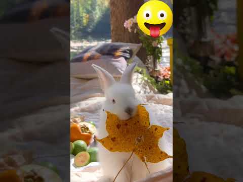 Rabbit eating leaves / cute rabbit video #shorts #rabbit #cute