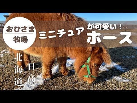 【ミニチュアホース】北海道日高町　おひさま牧場に50歳主婦が一人で行ってみた。　※途中誤字ありました。