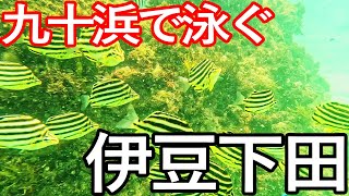 伊豆下田市の穴場　九十浜でシュノーケリング満喫