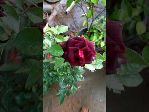 rose🥀❤#gardendreams  #wayanad #youtubeshorts #malayalam #plants #gardening #roseflower