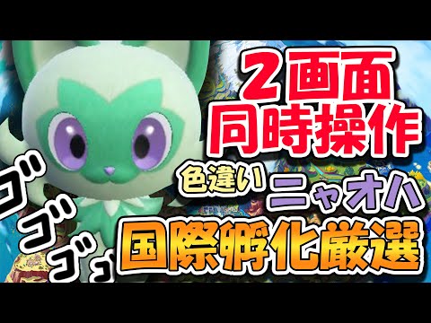 【ポケモンSV】２画面同時操作、ニャオハ色違い厳選#1