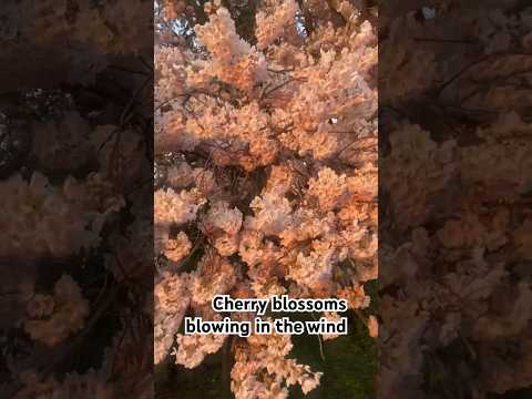 Cherry Blossom blowing in the wind #nature #ambientmusic #flowers #naturelovers #naturephotography