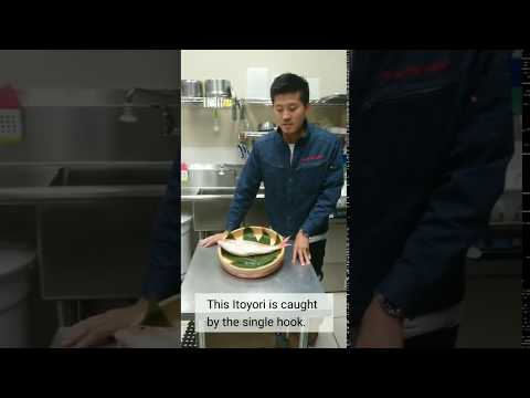 E5【Itoyori】 TSUKIJI FISH MARKET Inc by 市場系youtuber疋田拓也Takuya Hikita～本気の目利きシリーズ10Golden threadfin～