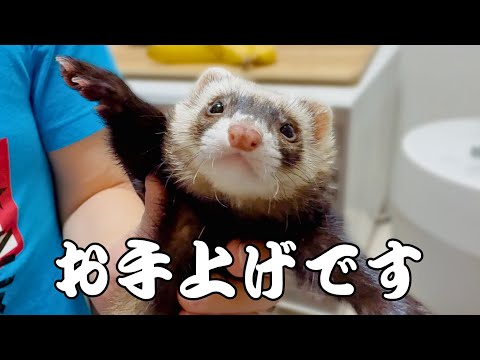 フェレットの可愛さは手に負えない（笑）【ferret#1710】