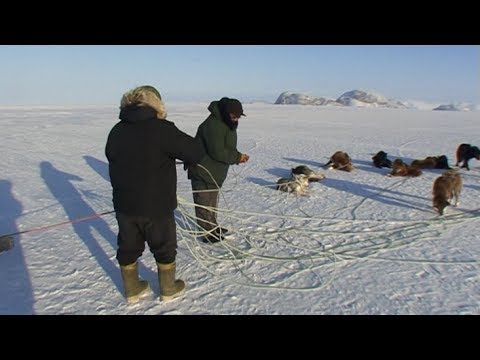 An Inuit untangle the ropes of the dog sled - Nanoq 2007 expedition