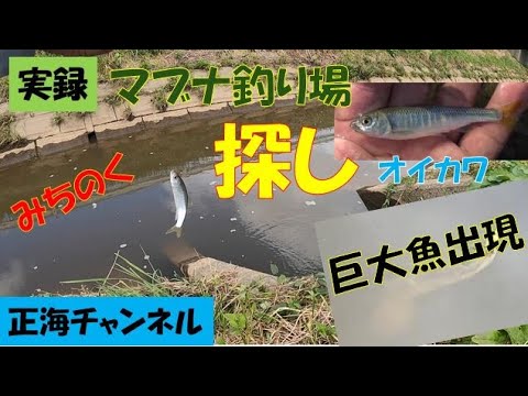 実録　マブナ釣り場探し