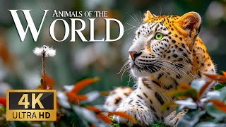 Animals of the World 4K 🐯 Uncovering Spectacular Wildlife Movie with Calming Piano Music