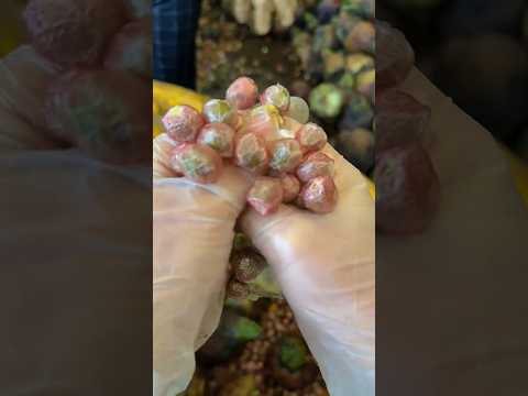 Squeezing Gordon Euryale Seeds  ( Fox nuts) 芡实 #plants #satisfyingvideo #satisfying