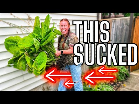 The Secret To Moving XL Perennial Plants!