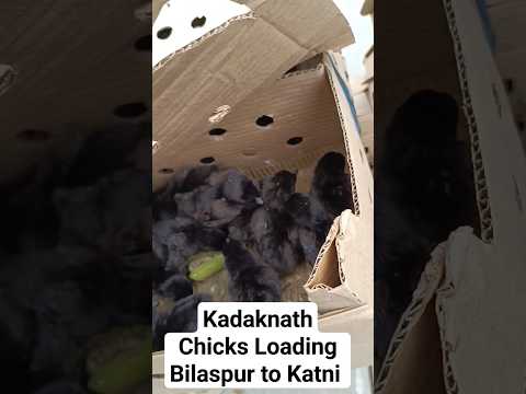 Kadaknath Chicks Sale|Kadaknath Chicks Loading In 🚂#kadaknathchicken #kadaknathchicks #shorts