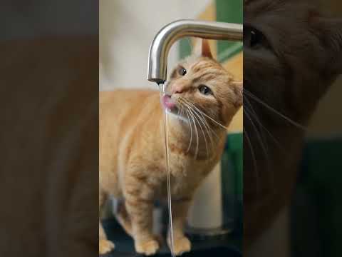 Cats Drinking A Lot Of Water | Two Crazy Cat Ladies