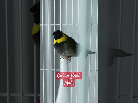 Cuban finch Male