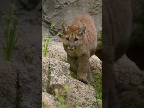 Mountain Lion Cubdate