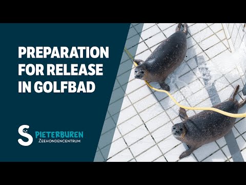 Preparation for release Macadamia & Rosemary in Golfbad