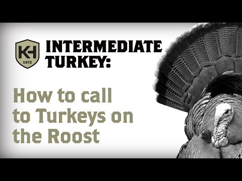 How To Call To Turkeys On The Roost: Intermediate Turkey Calling Tips