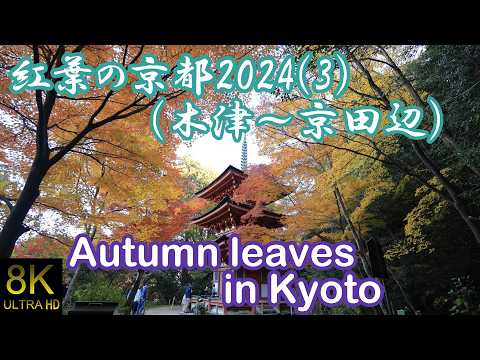 (8K)紅葉の京都2024年(3)、木津～京田辺の紅葉(2024/12/9) #kyoto #京都 #japan