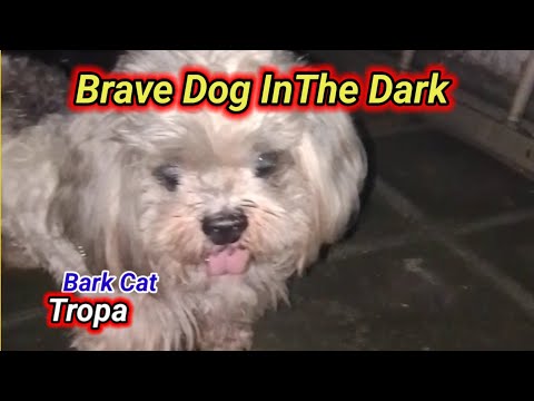 "My Brave Dog Sam Wants To Go In The Dark"