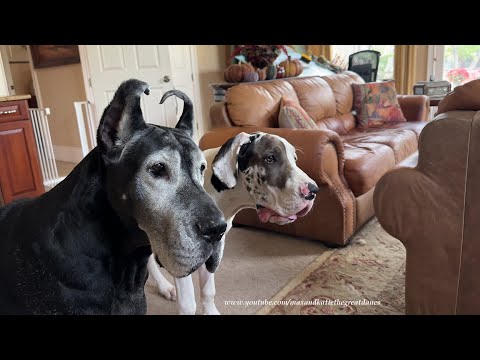 Fun Police Senior Great Dane Decides Playing With The Kids Is More Fun Than Policing The Fun