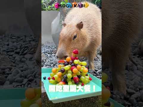 水豚店長的聖誕禮物！水果聖誕樹 ｜MOGU KABI｜夏威夷豆塔｜水果塔｜水豚甜點店｜聖誕節