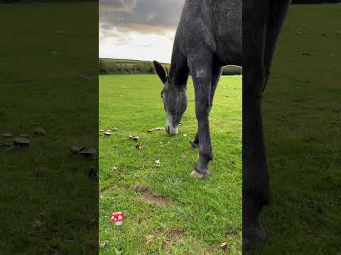 My Mule Is eating Mushrooms! 🍄🍄🍄🍄🍄🍄🍄🍄🍄🍄