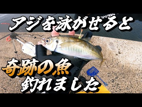 【泳がせ釣り】アジを泳がせたら青物の王者が喰ってくる！憧れの魚との戦いが始まる．．