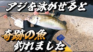 【泳がせ釣り】アジを泳がせたら青物の王者が喰ってくる！憧れの魚との戦いが始まる．．