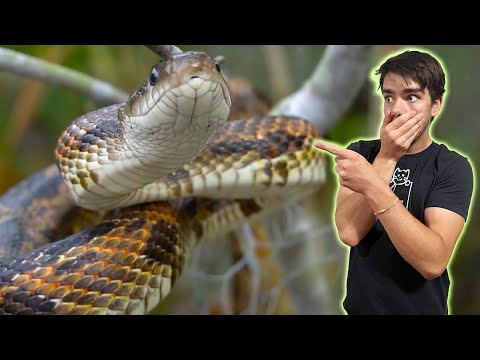 5 Foot Ratsnake that can CLIMB TREES!