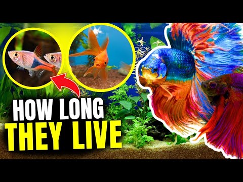 How Long Do Fish Live? 🐟