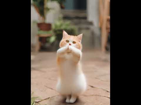 Crazy Cat Dancing ～😻❤️❤️ #catdance #shorts #cats