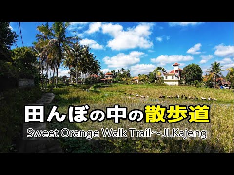 田んぼの中の散歩道を歩いてみた/Sweet Orange Walk Trail&Jl.Kajen