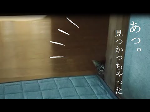 飼い主に見つかり 予定を変更した猫