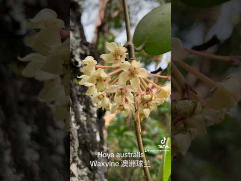 Hoya australis 澳洲球兰