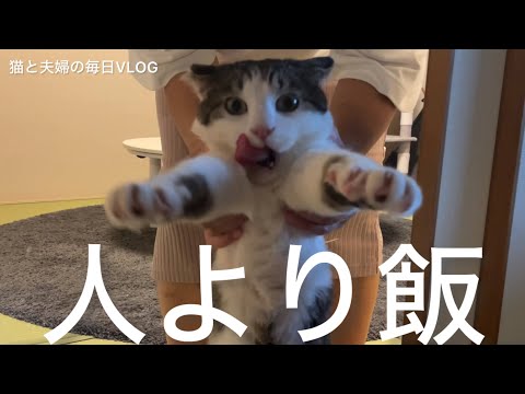 猫と夫婦の毎日VLOG#464 人よりご飯