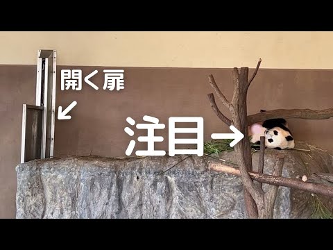 【楓浜 速報】オチが最高😂予測不能の行動が..w子パンダの帰宅劇場🍁