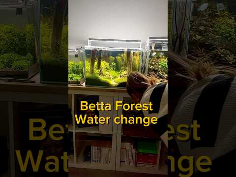 Betta Forest water change #aquarium #aquascaping #fishtank #fish #fishkeeping