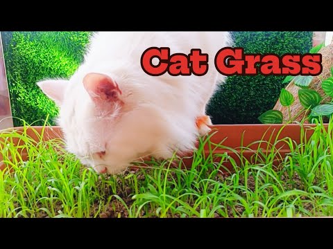 Cat Lovers Shocked By The Surprising Reason Cats Eat Grass!