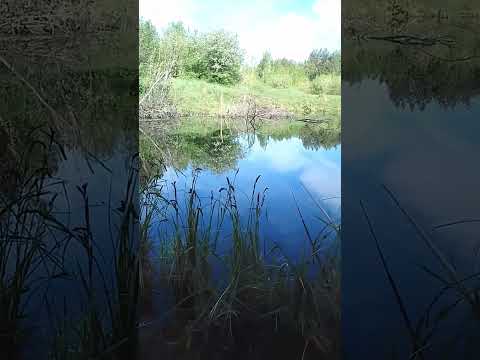 Рыбалка #озеро #видео #шортс #shortsvideo #река #природа #природа #лето