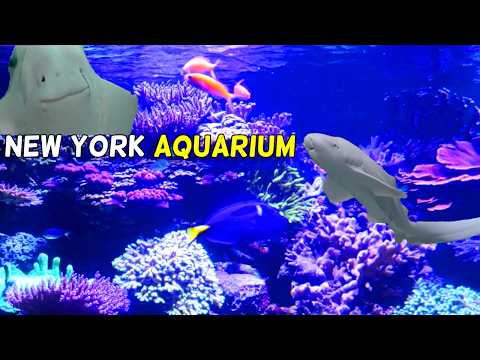 🗽 New York 🐠 Aquarium Tour in Coney Island 2024 - FISH, Sharks, Cuttlefish, and 🪼Jellyfish