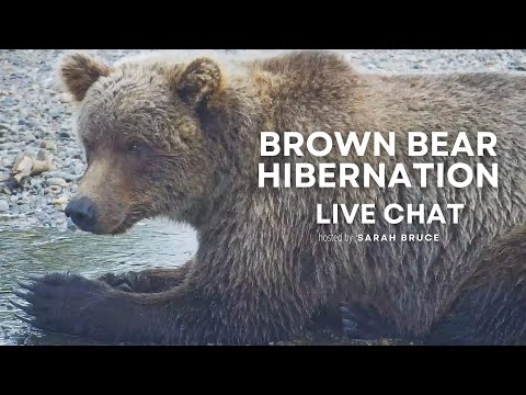 A Year in the Life: Brown Bear Hibernation | Brooks Live Chat