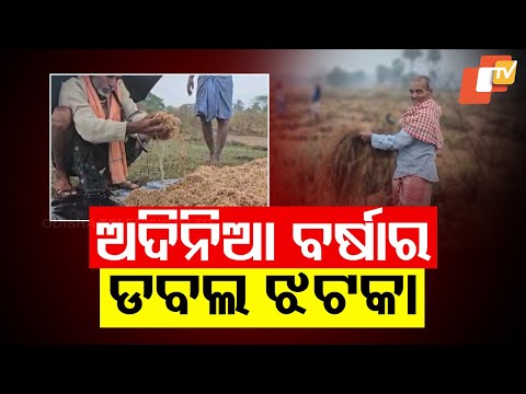 Rain Wreaks Havoc on Agriculture: Paddy Mills, Markets, and Fields in Disarray Across Odisha